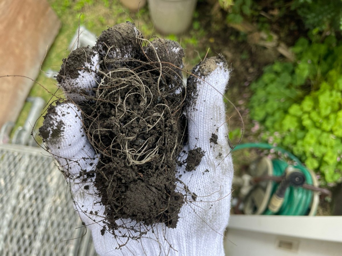 軒樋の排水口から取り除いた泥と繊維